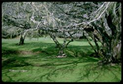 Live- Oak grove near Nicasio