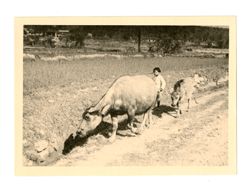Child with oxen
