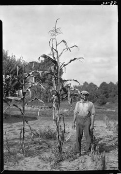 Oswin Begeman and tall corn