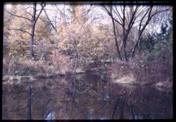 Morton Arboretum Lake Reflection C.W. Cushman