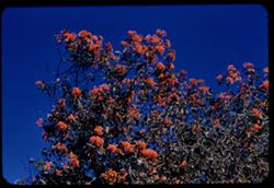 Blooms of Silk Tree Bolinas, Calif.