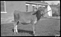Smaller animal, like bull at Hendrix place, Martinsville