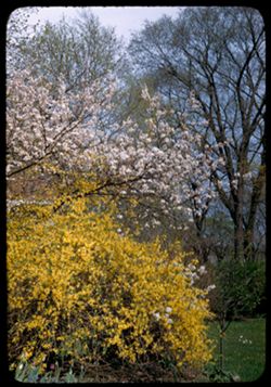 Plum blossoms and Forsythia- Hinsdale yard of Armstrongs
