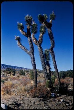 Joshua trees along Cal. 138 near Big Pines California