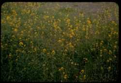Mustard and flowers at Trestle Park - Contra Costa county