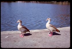 Egyptian geese Marina lagoon