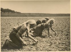 Women in the fields
