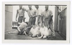 Item 0553. Group of men on deck of ship with three large sea turtles. Four men holding turtles. Kimbrough is second from right.