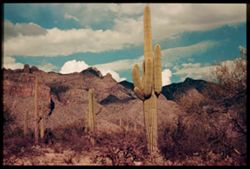 Tall sahuaros in foothills of Santa Catalina Mtns. North of Tucson.