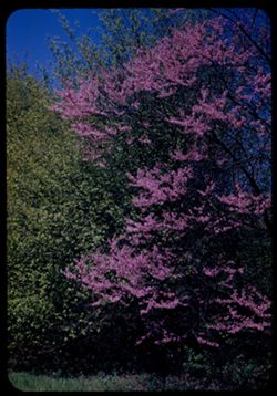 Red Bud and Hawthorn- Arb W.