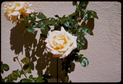 Yellow roses S. F. Marina