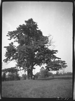 Distant view of sassafras tree of 1122