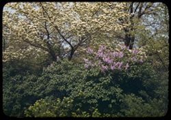 Spring blossoms, Lilacs, and green leaves at Joliet, IIL