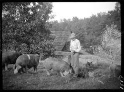 Alex Mullis feeding hogs