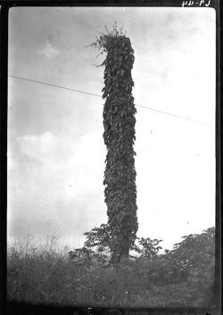 Telephone pole near Porter cave, with Virginia creeper