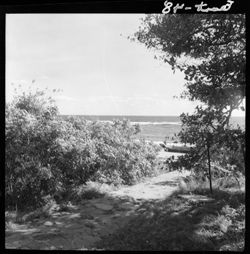 Bass Rocks, one view through trees and path