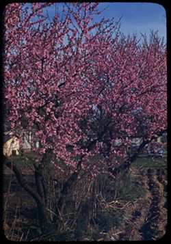 Peach Tree blossoms - Mt. Vernon, Ind. Early morning