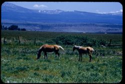 Blond horses Modoc county 3.3 miles south of Alturas