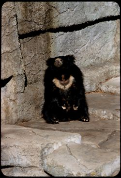 Sloth bear Fleishhacker Zoo