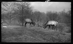 Deer, Riverside Park, April 12, 1911, 3:45 p.m., Feb. 18, 1913 footnote: L.V. Sheridan along, small fawns killed Apr. 4, 1913