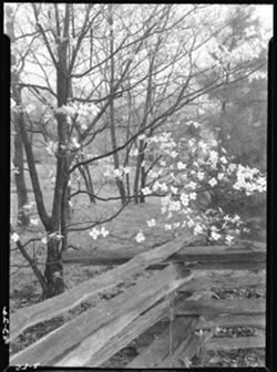 Dogwood, etc., Snodgrass place near cabin, north, 1945