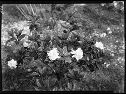 Gardenia (orig. negs)