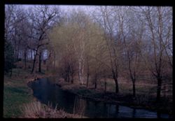 WILLOWS ALONG BROOK NEAR DU PAGE RIVER AND JUNCTION OF HWY 53 AND BATAVIA ROAD. C.W. CUSHMAN
