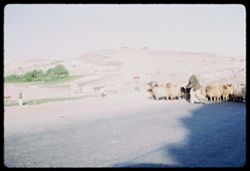sheep in Damascus highway