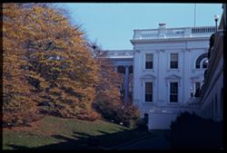 Trees along north side front of White House