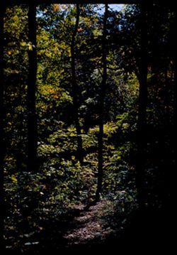 Trail through Woods Arb. E.