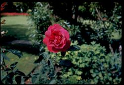 Rose garden San Leandro, Calif.