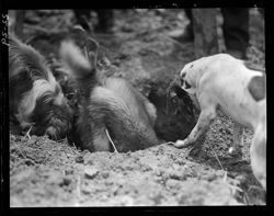Dogs after ground hog on Fleischer place