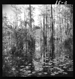 Okefenokee from boat