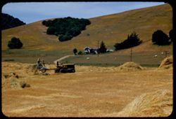 Haying time along Wilson Hill road -Marin county- California