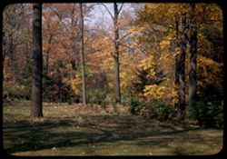 Autumn colors near Evergreen Trail =Arboretum west.