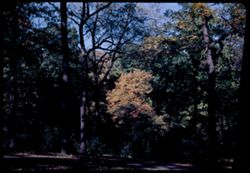 Small Maple makes bright spot in dense green= Arboretum -W-