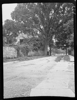 Old elm tree near church 428