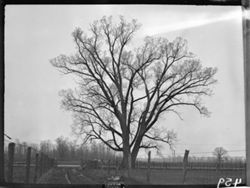 Large poplar tree at Schildmeier's lane