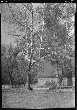 Sycamores and barn at Jack Weddle's