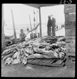 Unloading fish at Teresa Harbor