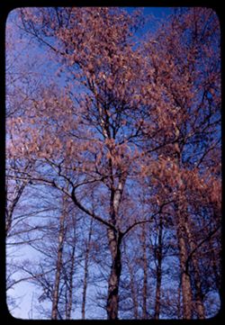 Top of tall European Alder [Alnus glutinosa] Arb. E.