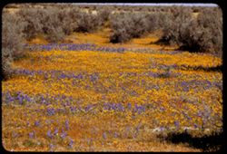 Lupine and yellow wild flowers along US 466 west of Wasco, Kern Co.