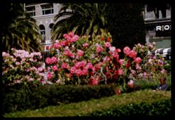 Rhododendron show Union Square San Francisco
