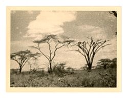 Kenyan landscape