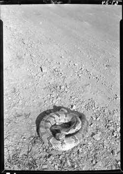 Rattlesnake killed on Weed Patch