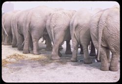 Line of elephants, front + rear views.