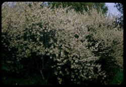 Prunus Japanica. Jap. grp. Arb. E.