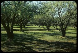 Irrigated orchard near Sutter, California.