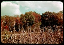 H-3= Corn field after harvest - at Grand Chain of Wabash