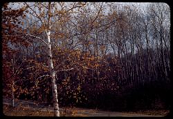Birch and Swamp White Oak Arb. E.